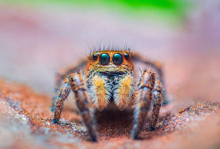 Spider portrait, jumping spider portrait - Pellenes tripunctatusの写真素材