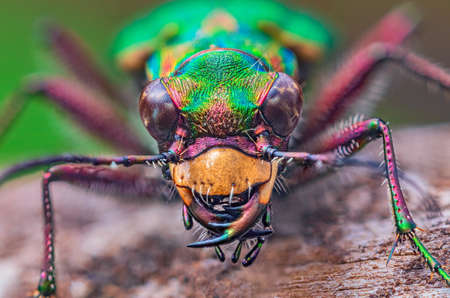 Portrait of Tiger Beetle - Cicindela campestris, background with beetleの写真素材