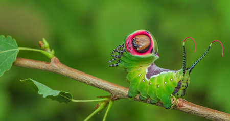 Animal posing to the camera, beautiful green caterpillarの写真素材