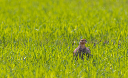 Grey Partridge Perdix perdix. Bird walks on a green fieldの写真素材