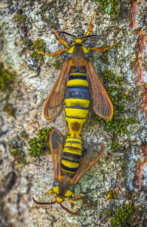 Hornet Moth - Sesia apiformis, mating process of butterfliesの写真素材