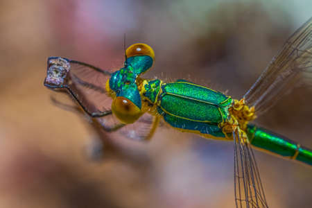 Small Emerald Damselfly - Lestes virens on stick