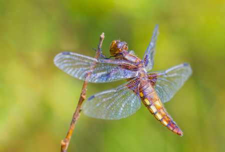 Close up of a female Broad Bodied Chaser dragonfly. Scientific name Libellula depressa in full sun, resting on a perchの写真素材