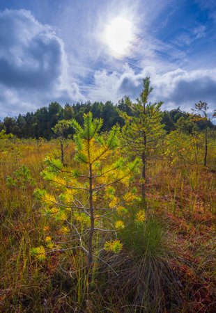 Beautiful landscape in the swamp with young pine treesの写真素材
