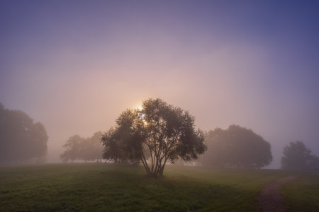 Mystic fog in the park, autumn landscape with fog and light raysの写真素材