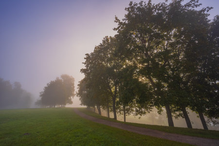 Mystic fog in the park, autumn landscape with fog and light raysの写真素材