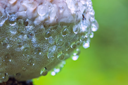 Closeup on a Polypore mushroom with water dropsの写真素材