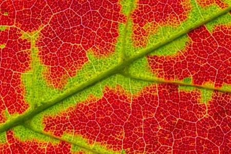 Abstract texture of a autumn leaf, close up image of leaf texturesの写真素材