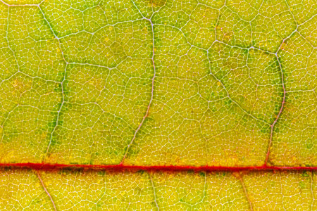 Abstract texture of a autumn leaf, close up image of leaf texturesの写真素材