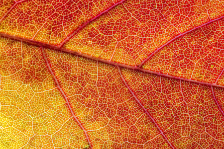 Abstract texture of a autumn leaf, close up image of leaf texturesの写真素材