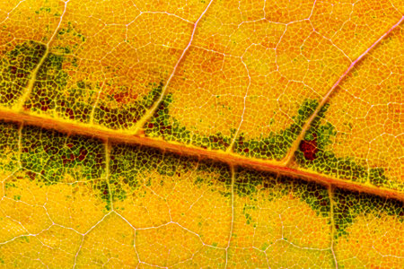 Abstract texture of a autumn leaf, close up image of leaf texturesの写真素材