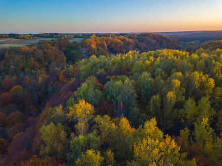 Autumn landscape view with golden color treesの写真素材