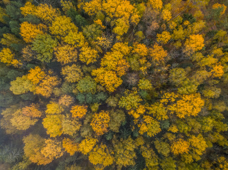 Beautiful aerial fall trees. Top down view on autumn deciduous forest in yellow and orange colors. Aerial view of forest during calm autumn day. Colourful autumn colours in forest spitsの写真素材
