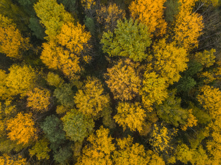 Beautiful aerial fall trees. Top down view on autumn deciduous forest in yellow and orange colors. Aerial view of forest during calm autumn day. Colourful autumn colours in forest spitsの写真素材