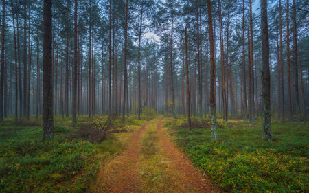 Dark misty forest with white haze, dreamy viewの写真素材