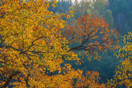 Colorful leaves of a tree at autumn, autumn background