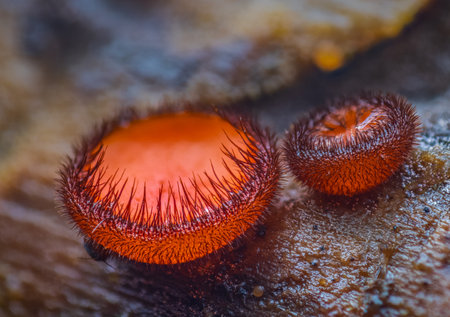 Scutellinia scutellata, common eyelash, Molly eye-winker, scarlet elf capの写真素材
