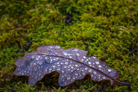 Oak leaf with water drops, autumn conceptの写真素材
