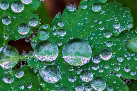 Dew drops on a green leaf, water dropsの写真素材