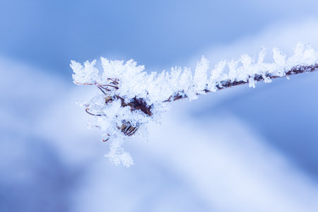 Clear blue crystals of frost on the branchの写真素材