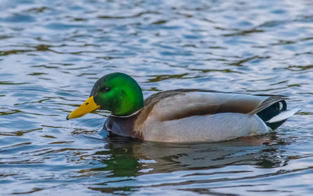 Mallard duck swimming in a pond - Anas platyrhynchosの写真素材