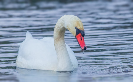 White swan swimming in a lakeの写真素材