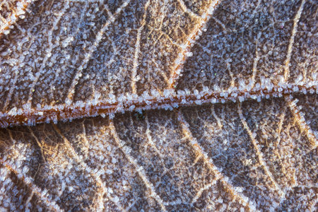 Close-up of frost textures on the leaf. Frost needlesの写真素材