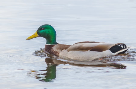 Mallard duck swimming in a pond - Anas platyrhynchosの写真素材