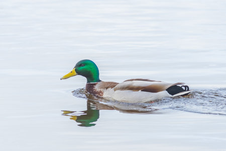 Mallard duck swimming in a pond - Anas platyrhynchosの写真素材