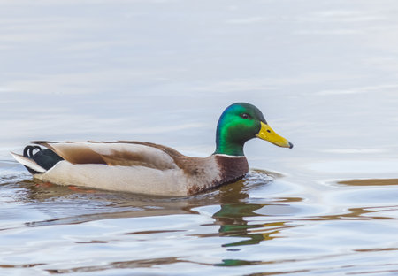 Mallard duck swimming in a pond - Anas platyrhynchosの写真素材