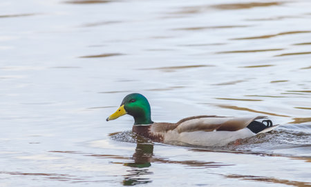Mallard duck swimming in a pond - Anas platyrhynchosの写真素材