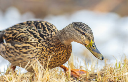 Portrait of female Mallard duck - Anas platyrhynchosの写真素材