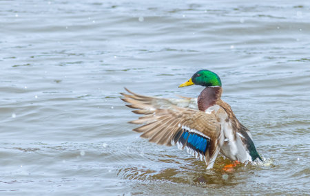 Male Mallard duck in the pond - Anas platyrhynchosの写真素材