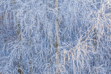 Branches of trees covered with frost on a background of blue skyの写真素材