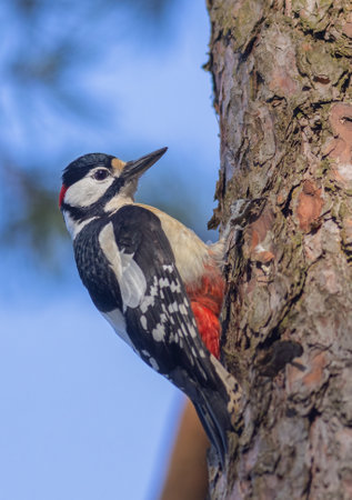 The great spotted woodpecker - Dendrocopos major, its a medium-sized woodpeckerの写真素材