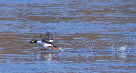 The common goldeneye - Bucephala clangula. Bird running on the water.の写真素材