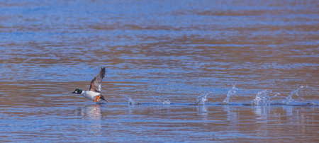 The common goldeneye - Bucephala clangula. Bird running on the water.の写真素材