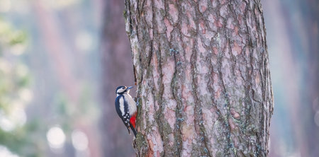 The great spotted woodpecker - Dendrocopos major, its a medium-sized woodpeckerの写真素材