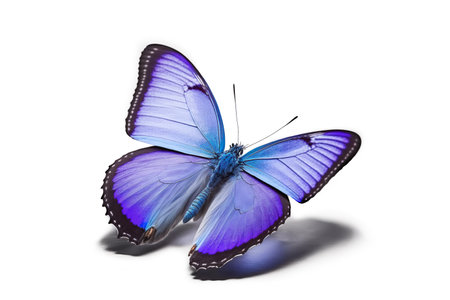 Beautiful blue butterfly isolated in white background. Generative AIの素材