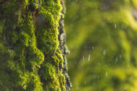 Green moss with rain drops falling in the background. Freshnessの写真素材