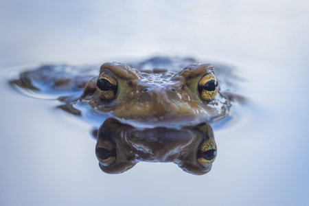 Common toad eyes with reflection in the water - Bufo bufoの写真素材