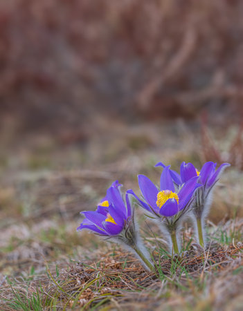 Pasqueflowers - Pulsatilla patens, blooming at spring in the forestの写真素材