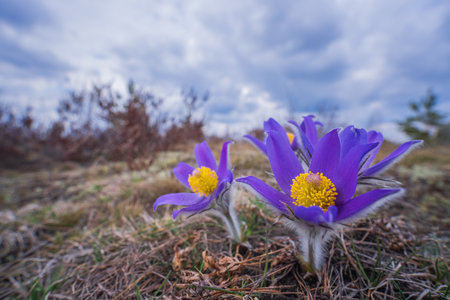 Pasqueflowers - Pulsatilla patens, blooming at spring in the forestの写真素材