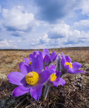 Pasqueflowers - Pulsatilla patens, blooming at spring in the forestの写真素材