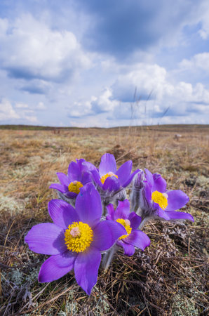 Pasqueflowers - Pulsatilla patens, blooming at spring in the forestの写真素材