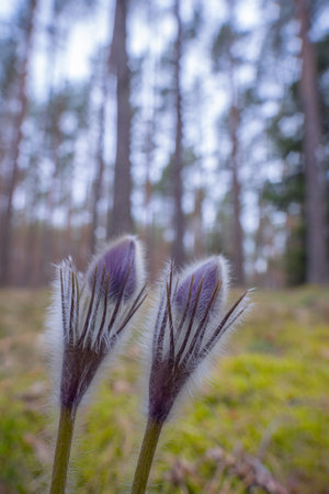 Pasqueflowers - Pulsatilla patens, blooming at spring in the forestの写真素材