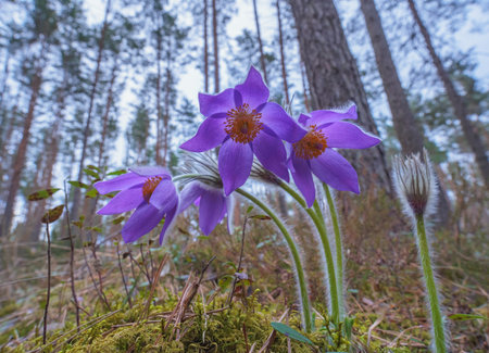 Pasqueflowers - Pulsatilla patens, blooming at spring in the forestの写真素材