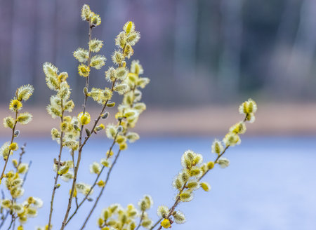 Salix caprea, known as goat willow, pussy willow or great sallowの写真素材