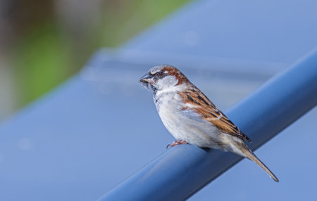 The Eurasian tree sparrow - Passer montanusの写真素材