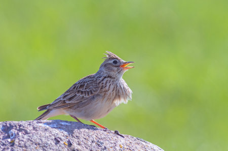 The Eurasian skylark - Alauda arvensis is a passerine bird in the lark family, Alaudidaeの写真素材